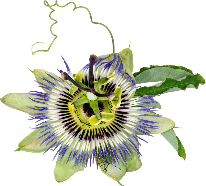 Passiflora Caerulea Blue Passion Flower