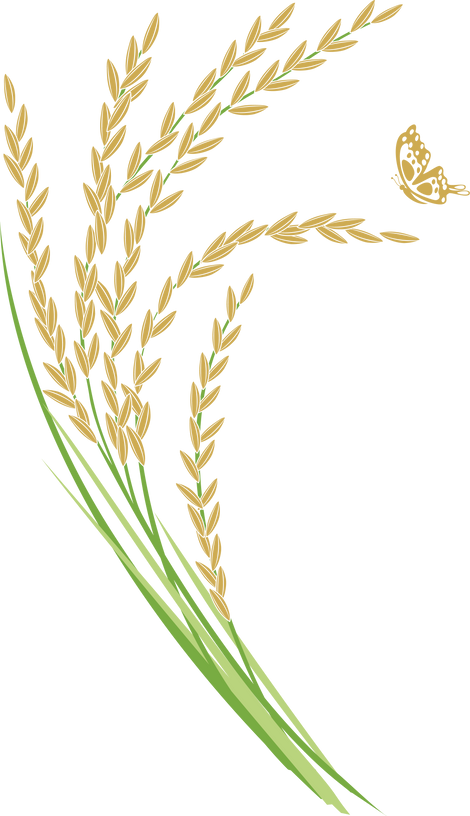 Ears of Rice